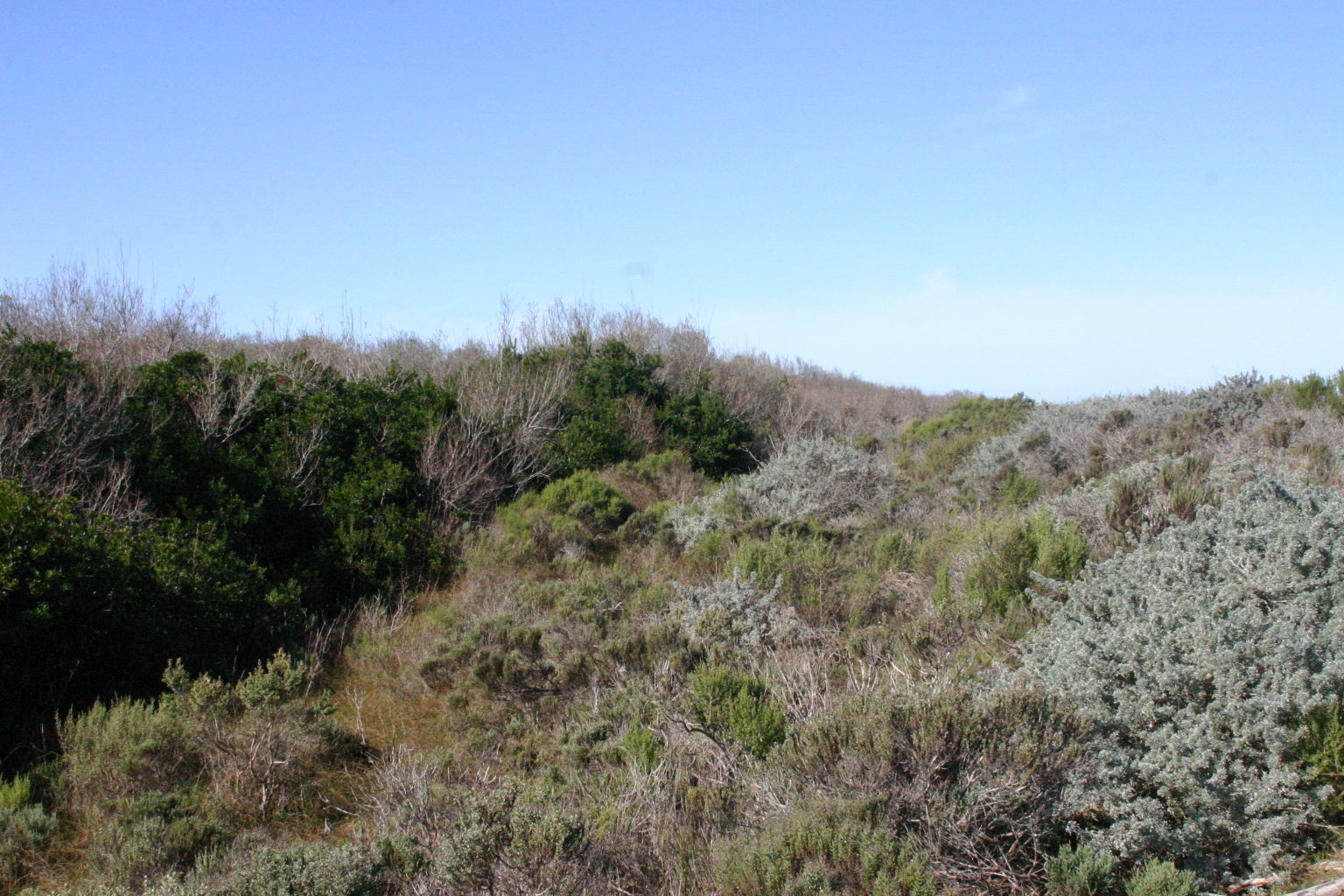 Oso Flaco Boardwalk